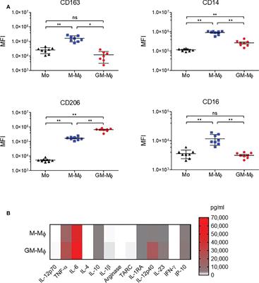 The neonatal Fc receptor expression during macrophage differentiation is related to autophagy